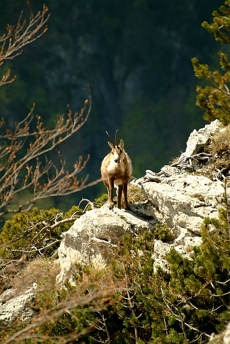 Camoscio d''Abruzzo Rupicapra pyrenaica ornata